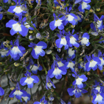 Lobelia Africo Shine